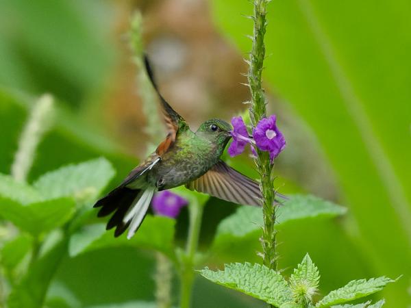 <h3><a href="/trips/costa-rica/biota/animalia/chordata/aves/033 apodiformes/004 trochilidae/eupherusa eximia/eupherusa eximia-nl.html">Eupherusa&nbsp;eximia</a> / Stripe‑tailed&nbsp;hummingbird / Streepstaartkolibrie</h3>OM-1 Mark II met OLYMPUS M.150-400mm F4.5, 1/1600 sec  bij F4.5, ISO 10000, afstand 7.71&nbsp;m